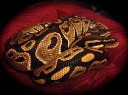 Easiest Exotic Pets Ball Python