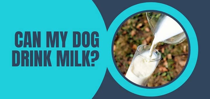 Can My Dog Drink Milk