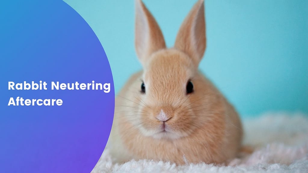 Rabbit Neutering Aftercare