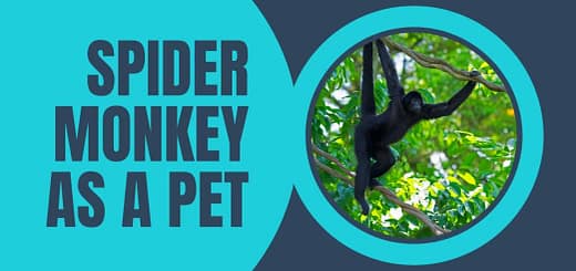 Spider Monkey as a Pet