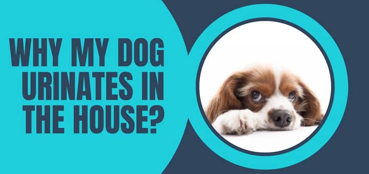 why my dog urinates in the house