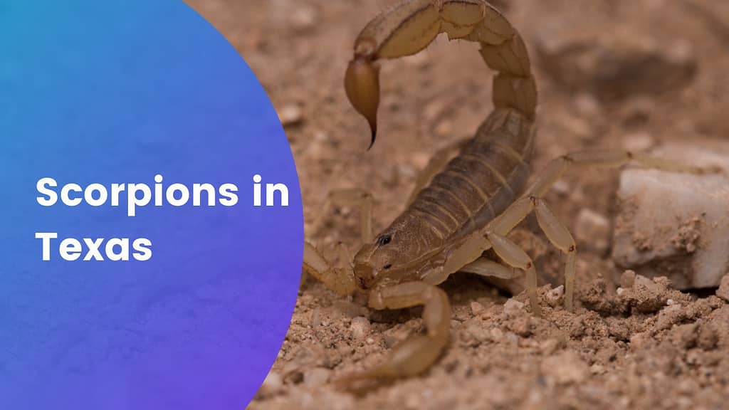 Scorpions in Texas