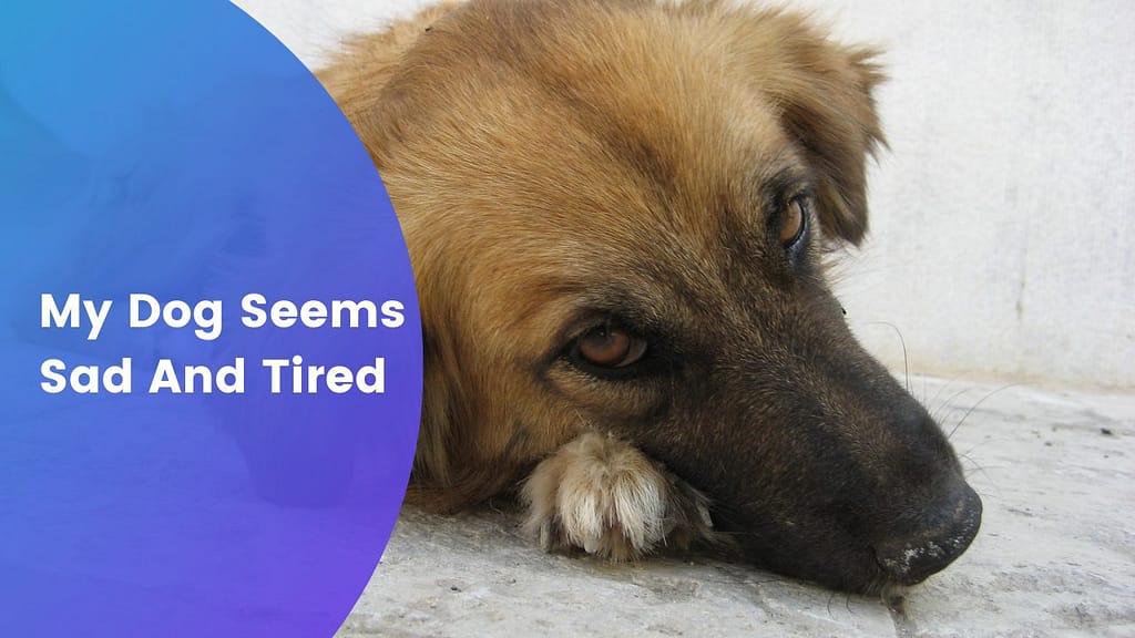 my dog seems sad and tired