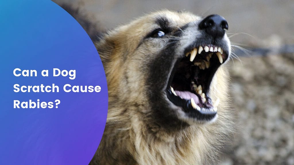 can a dog scratch cause rabies