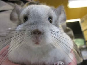 Chinchillas