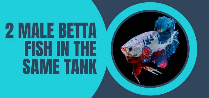 2 male betta fish in the same tank