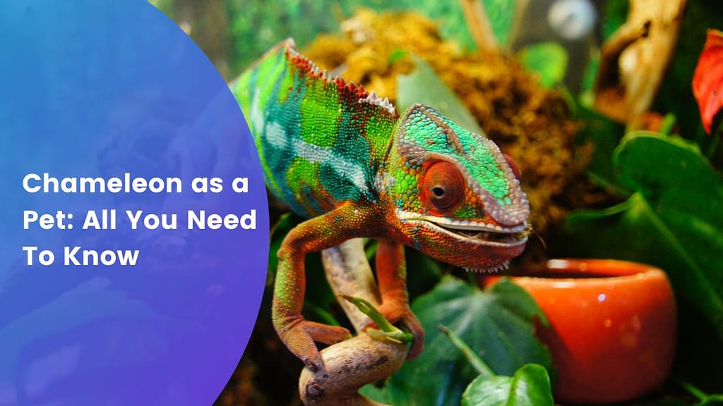 Chameleon as a Pet: All You Need To Know