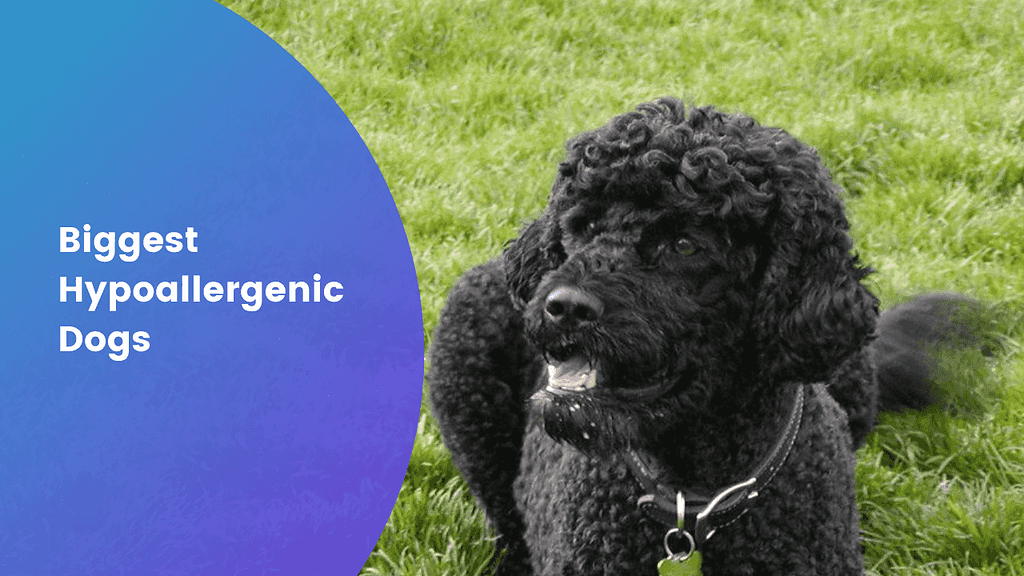 Biggest Hypoallergenic Dogs