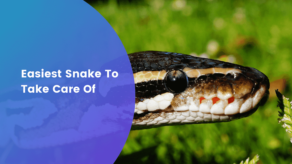 Short guide on the easiest snake to take care of.