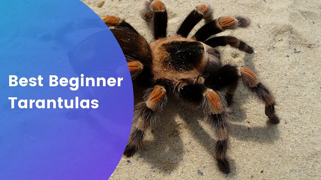 Best Beginner Tarantulas