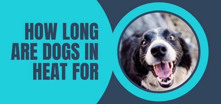 How Long are Dogs in Heat For