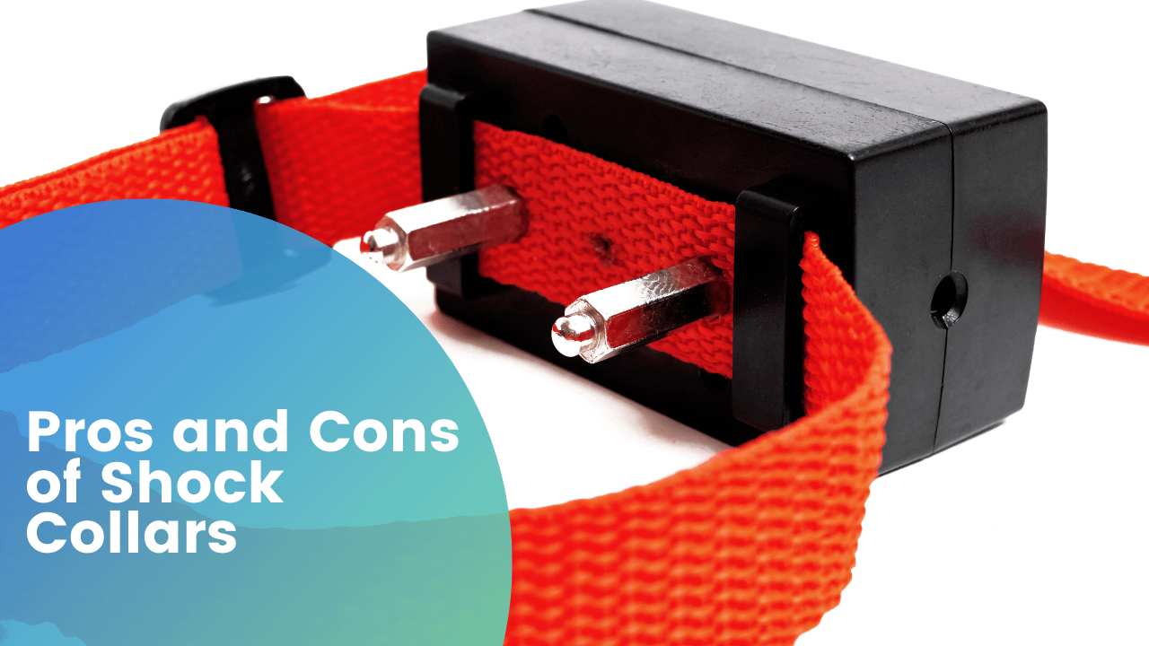 Pros And Cons Of Shock Collars Our Pets And Friends   Pros And Cons Of Shock Collars 