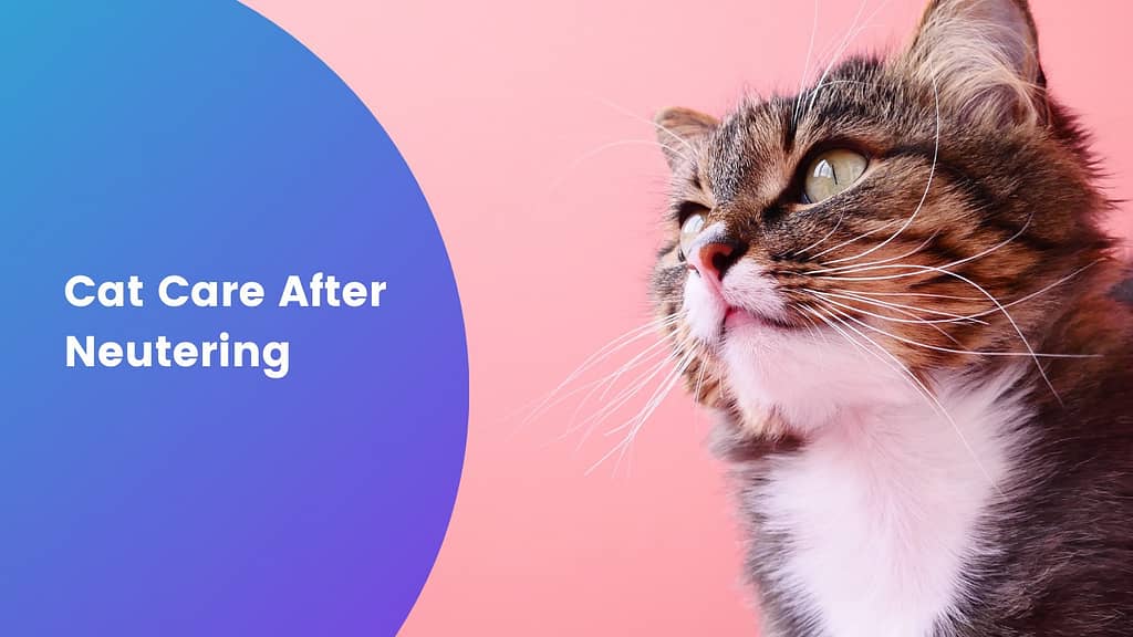 Cat Care After Neutering