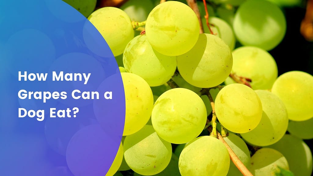 How many grapes can a dog eat