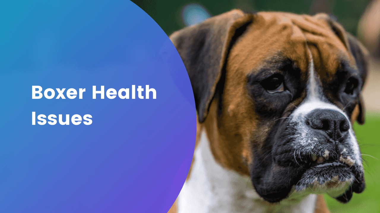 boxer-health-issues-our-pets-and-friends