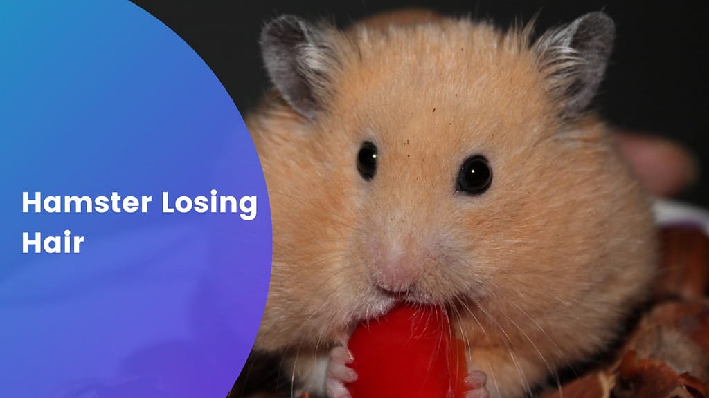 hamster losing hair