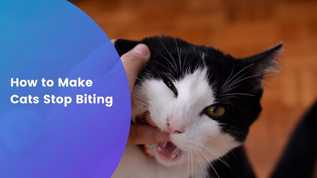 How to Make Cats Stop Biting