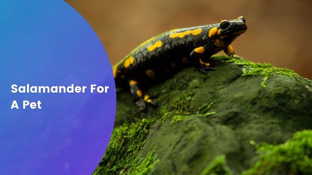 Salamander For A Pet