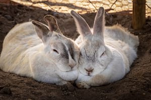 Rabbits
