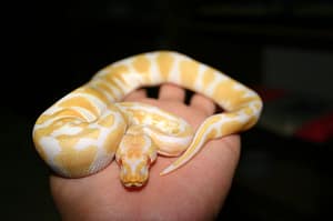 Snakes