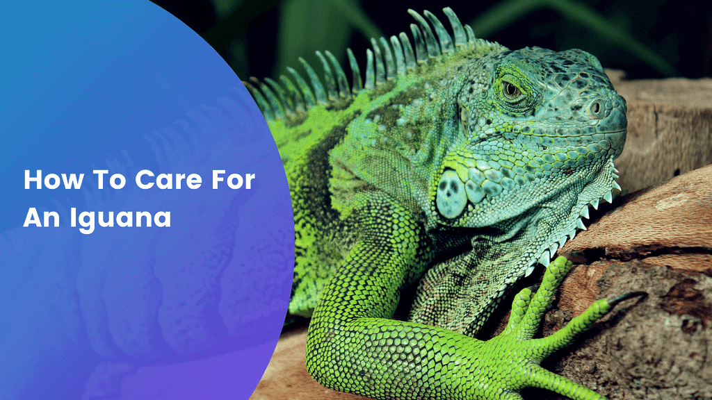 Guide on how to care for an iguana