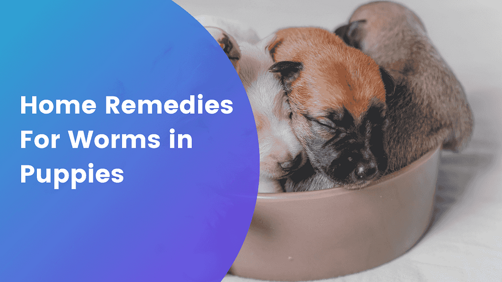 Some home remedies for worms in puppies.