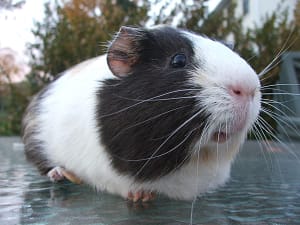 Guinea pigs