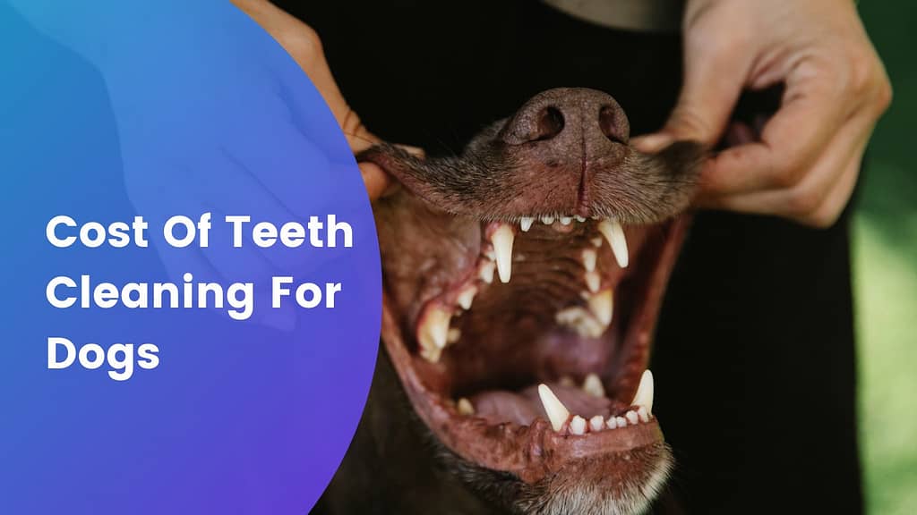 Cost Of Teeth Cleaning For Dogs