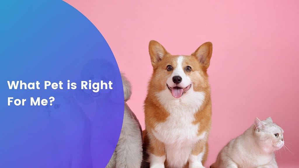 What Pet is Right For Me