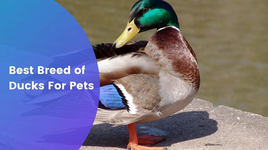 Best Breed of Ducks For Pets
