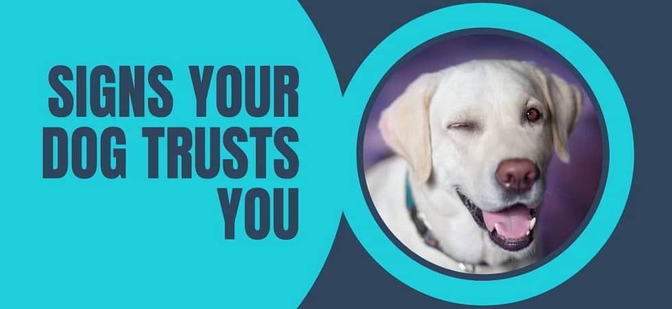 Signs Your Dog Trusts You