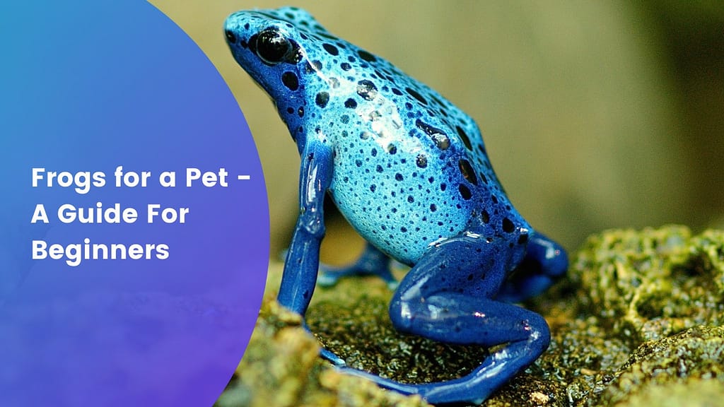 Frogs for a Pet - A Guide For Beginners
