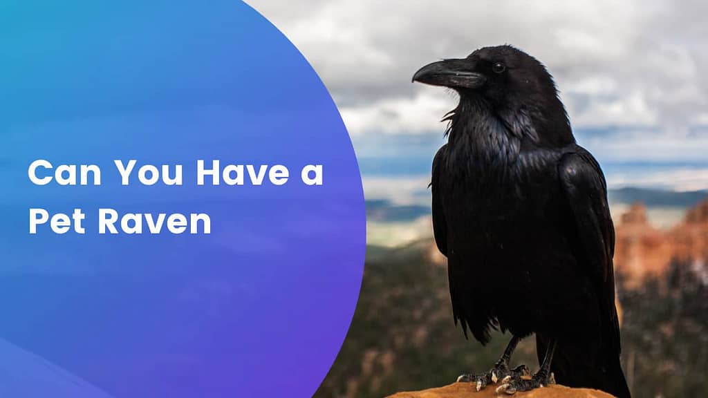 Can you have a pet raven? Find out in this article.