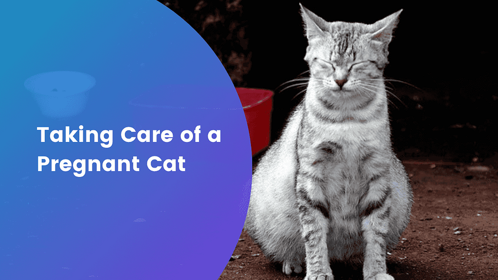 Best ways of taking care of a pregnant cat