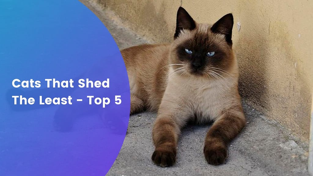 Cats That Shed The Least
