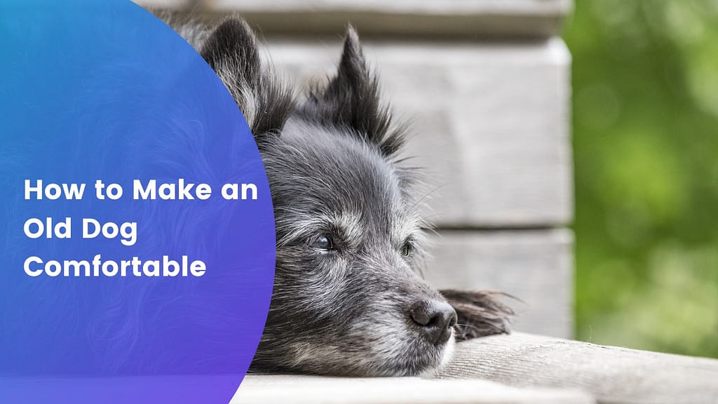 How to Make an Old Dog Comfortable