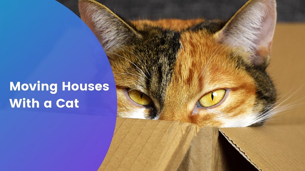 moving houses with a cat