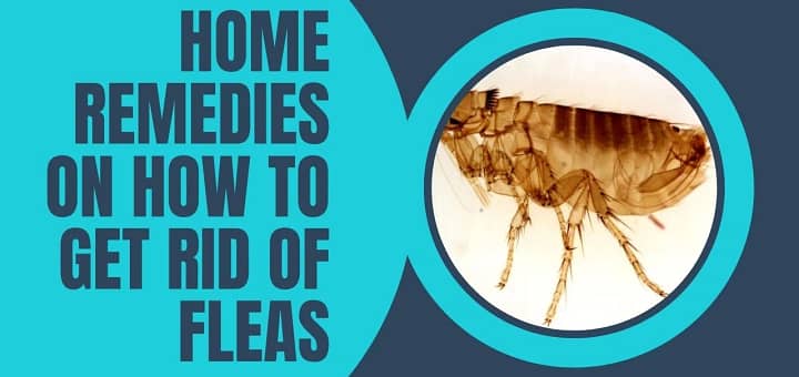 Home Remedies On How To Get Rid Of Fleas