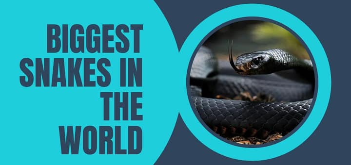 Biggest Snakes In The World