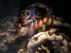 Madagascar Hissing Cockroach