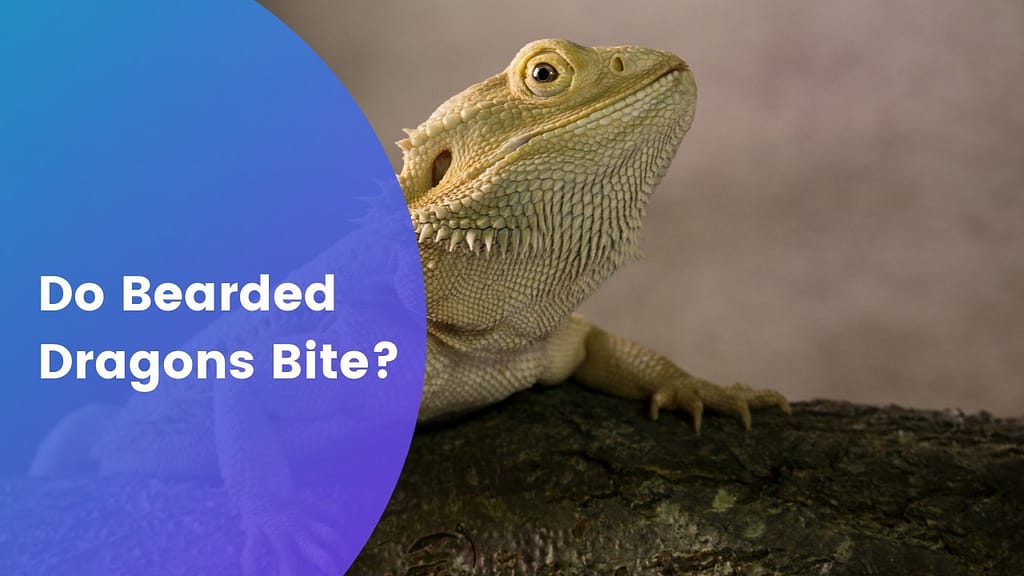 Do Bearded Dragons Bite?