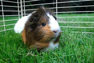 Small Pets For Kids