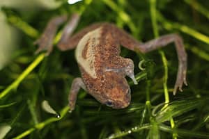 African dwarf frog