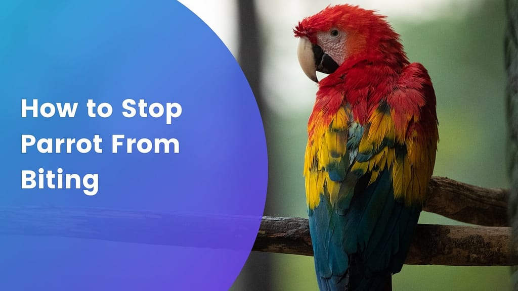 A quick guide on how to stop parrot from biting
