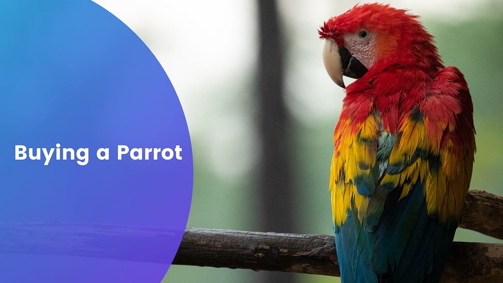 Buying A Parrot? Here Are Some Awesome Tips To Keep In Mind