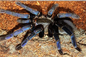 Tarantulas