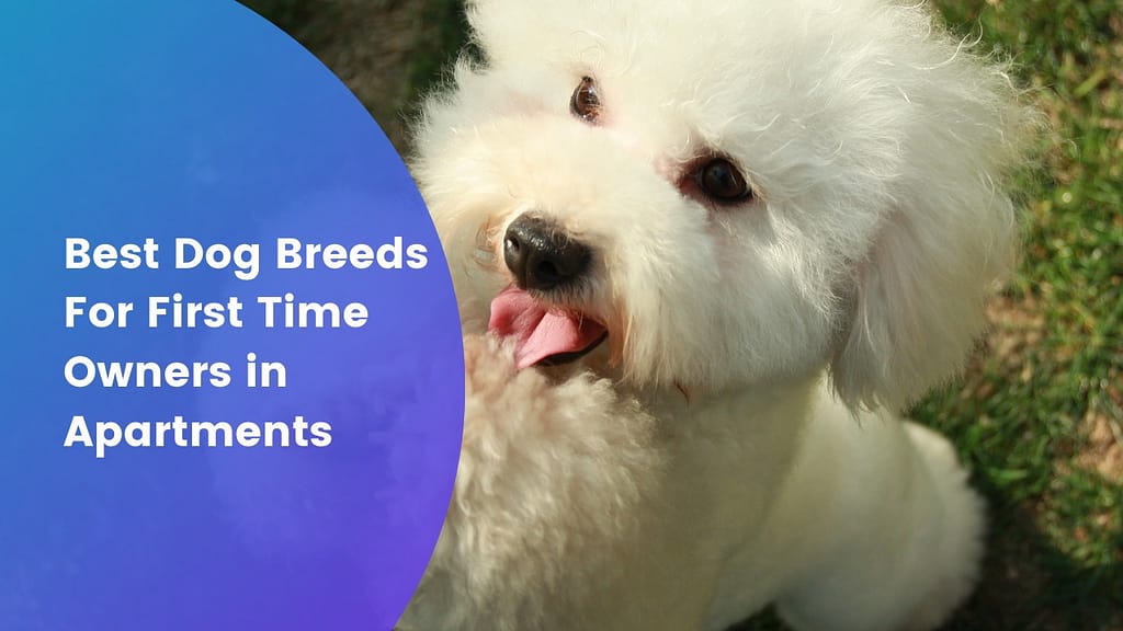 Best Dog Breeds For First Time Owners in Apartments