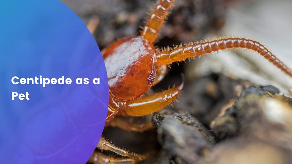 Centipede as a Pet