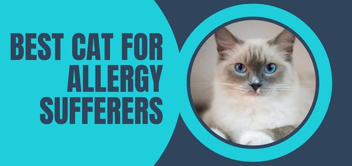 best cat for allergy sufferers