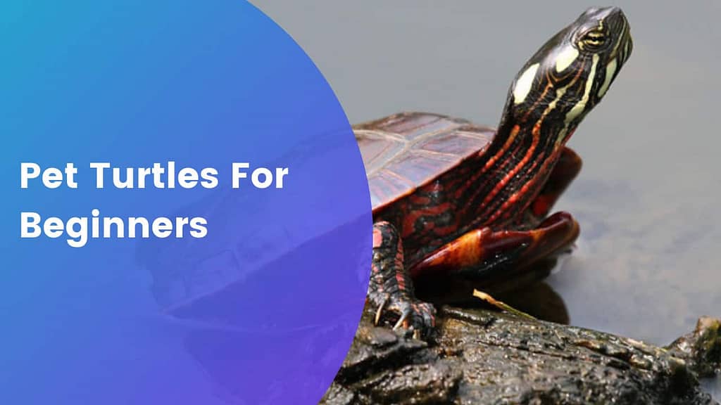 Pet Turtles For Beginners easy guide